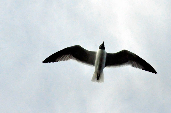 bird flying overhead